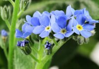 14 Reliable Cool Season Flowers for Outstanding Results