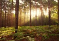 Forest Sunrise Wallpapers - Top Free Forest Sunrise Backgrounds - WallpaperAccess